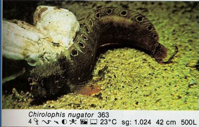 Chirolophis nugator